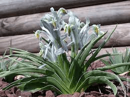 17 Medicinal Health Benefits Of Iris narbutii (Narbut's Iris) 17 Medicinal Health Benefits Of Iris narbutii (Narbut's Iris)