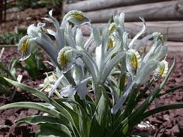 17 Medicinal Health Benefits Of Iris narbutii (Narbut's Iris) 17 Medicinal Health Benefits Of Iris narbutii (Narbut's Iris)
