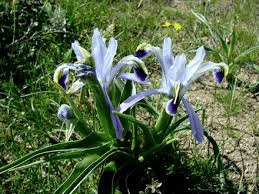 17 Medicinal Health Benefits Of Iris narbutii (Narbut's Iris) 17 Medicinal Health Benefits Of Iris narbutii (Narbut's Iris)