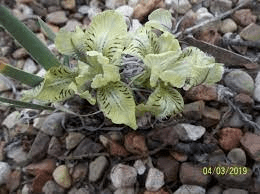 10 Medicinal Health Benefits Of Iris potaninii (Potanin's Iris) 10 Medicinal Health Benefits Of Iris potaninii (Potanin's Iris)