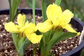 10 Medicinal Health Benefits Of Iris potaninii (Potanin's Iris) 10 Medicinal Health Benefits Of Iris potaninii (Potanin's Iris)