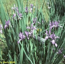 10 Medicinal Health Benefits Of Iris songarica (Songar Iris)