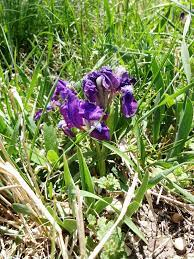 10 Medicinal Health Benefits Of Iris songarica (Songar Iris)