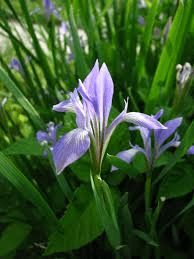 10 Medicinal Health Benefits Of Iris songarica (Songar Iris)