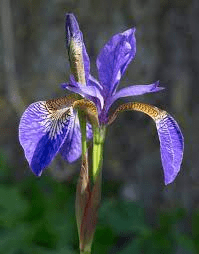 10 Medicinal Health Benefits Of Iris uniflora (Single-flowered Iris) 10 Medicinal Health Benefits Of Iris uniflora (Single-flowered Iris)
