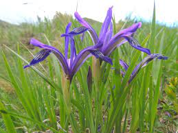 10 Medicinal Health Benefits Of Iris uniflora (Single-flowered Iris) 10 Medicinal Health Benefits Of Iris uniflora (Single-flowered Iris)
