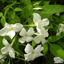 10 Medicinal Health Benefits Of Jasminum officinale (Common Jasmine)