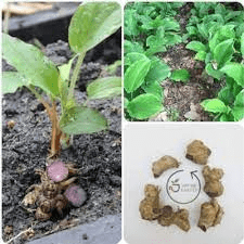 18 Medicinal Health Benefits Of Kaempferia Parviflora (Thai Ginseng) 18 Medicinal Health Benefits Of Kaempferia Parviflora (Thai Ginseng)