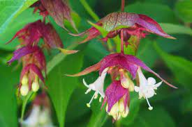 18 Medicinal Health Benefits Of Leycesteria formosa (Himalayan Honeysuckle) 18 Medicinal Health Benefits Of Leycesteria formosa (Himalayan Honeysuckle)