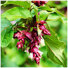 18 Medicinal Health Benefits Of Leycesteria formosa (Himalayan Honeysuckle) 18 Medicinal Health Benefits Of Leycesteria formosa (Himalayan Honeysuckle)