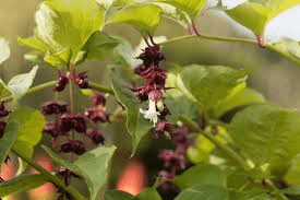 18 Medicinal Health Benefits Of Leycesteria formosa (Himalayan Honeysuckle) 18 Medicinal Health Benefits Of Leycesteria formosa (Himalayan Honeysuckle)