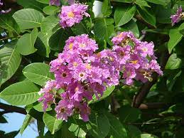 18 Medicinal Health Benefits Of Lagerstroemia speciosa (Banaba)