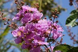 18 Medicinal Health Benefits Of Lagerstroemia speciosa (Banaba)