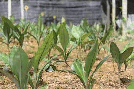 18 Medicinal Health Benefits Of Labisia Pumila (Kacip Fatimah) 18 Medicinal Health Benefits Of Labisia Pumila (Kacip Fatimah)
