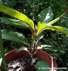 18 Medicinal Health Benefits Of Labisia Pumila (Kacip Fatimah) 18 Medicinal Health Benefits Of Labisia Pumila (Kacip Fatimah)