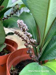 18 Medicinal Health Benefits Of Labisia Pumila (Kacip Fatimah) 18 Medicinal Health Benefits Of Labisia Pumila (Kacip Fatimah)