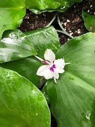 18 Medicinal Health Benefits Of Kaempferia Galanga (Aromatic Ginger) 18 Medicinal Health Benefits Of Kaempferia Galanga (Aromatic Ginger)