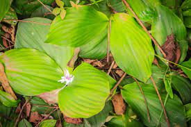 18 Medicinal Health Benefits Of Kaempferia Galanga (Aromatic Ginger) 18 Medicinal Health Benefits Of Kaempferia Galanga (Aromatic Ginger)