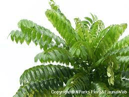 18 Medicinal Health Benefits Of Pajanelia (Pajanelia longifolia)