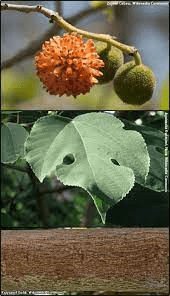 18 Medicinal Health Benefits Of Paper Mulberry (Broussonetia papyrifera) 18 Medicinal Health Benefits Of Paper Mulberry (Broussonetia papyrifera)