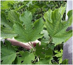 18 Medicinal Health Benefits Of Paper Mulberry (Broussonetia papyrifera) 18 Medicinal Health Benefits Of Paper Mulberry (Broussonetia papyrifera)