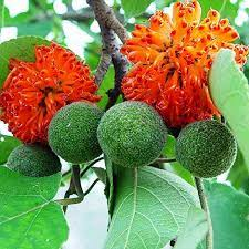 18 Medicinal Health Benefits Of Paper Mulberry (Broussonetia papyrifera) 18 Medicinal Health Benefits Of Paper Mulberry (Broussonetia papyrifera)