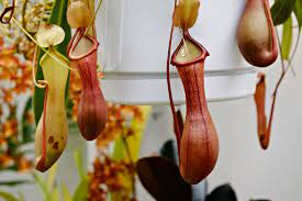 17 Medicinal Health Benefits Of Nepenthes distillatoria (Nepenthes alata) 17 Medicinal Health Benefits Of Nepenthes distillatoria (Nepenthes alata)