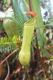 17 Medicinal Health Benefits Of Nepenthes distillatoria (Nepenthes alata) 17 Medicinal Health Benefits Of Nepenthes distillatoria (Nepenthes alata)