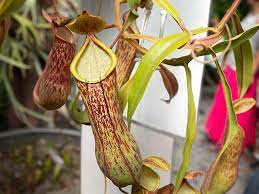17 Medicinal Health Benefits Of Nepenthes distillatoria (Nepenthes alata) 17 Medicinal Health Benefits Of Nepenthes distillatoria (Nepenthes alata)