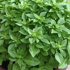 18 Medicinal Health Benefits Of Ocimum basilicum var. minimum (Dwarf basil)