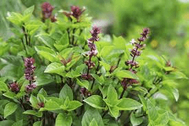 18 Medicinal Health Benefits Of Ocimum basilicum var. minimum (Dwarf basil)