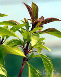 18 Medicinal Health Benefits Of Ocimum basilicum var. minimum (Dwarf basil)