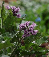 18 Medicinal Health Benefits Of Physochlaina 18 Medicinal Health Benefits Of Physochlaina