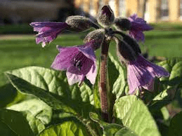 18 Medicinal Health Benefits Of Physochlaina 18 Medicinal Health Benefits Of Physochlaina