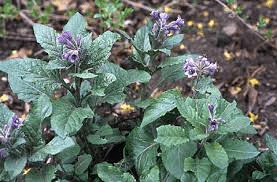 18 Medicinal Health Benefits Of Physochlaina 18 Medicinal Health Benefits Of Physochlaina