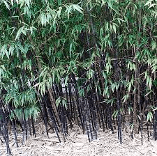 18 Medicinal Health Benefits Of Phyllostachys nigra (Timber bamboo) 18 Medicinal Health Benefits Of Phyllostachys nigra (Timber bamboo)