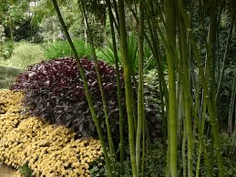 18 Medicinal Health Benefits Of Phyllostachys nigra (Timber bamboo) 18 Medicinal Health Benefits Of Phyllostachys nigra (Timber bamboo)