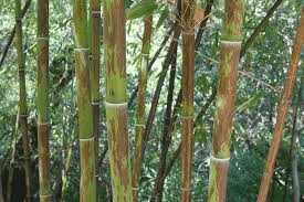 18 Medicinal Health Benefits Of Phyllostachys nigra (Timber bamboo) 18 Medicinal Health Benefits Of Phyllostachys nigra (Timber bamboo)