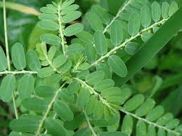 17 Medicinal Health Benefits Of Phyllanthus amarus (Stonebreaker)