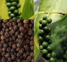 18 Medicinal Health Benefits Of Black Pepper (Piper nigrum) 18 Medicinal Health Benefits Of Black Pepper (Piper nigrum)