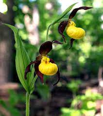 10 Medicinal Health Benefits Of Lady Slipper Orchid (Cypripedium parviflorum) 10 Medicinal Health Benefits Of Lady’s Slipper Orchid (Cypripedium parviflorum)