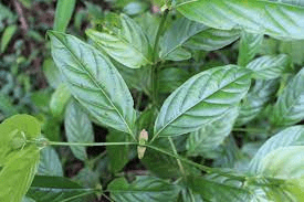 18 Medicinal Health Benefits Of Uncaria perrottetii (Sungay kalabaw) 18 Medicinal Health Benefits Of Uncaria perrottetii (Sungay kalabaw)