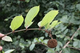 18 Medicinal Health Benefits Of Uncaria perrottetii (Sungay kalabaw) 18 Medicinal Health Benefits Of Uncaria perrottetii (Sungay kalabaw)
