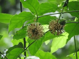 18 Medicinal Health Benefits Of Uncaria perrottetii (Sungay kalabaw) 18 Medicinal Health Benefits Of Uncaria perrottetii (Sungay kalabaw)