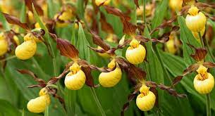 10 Medicinal Health Benefits Of Lady Slipper Orchid (Cypripedium parviflorum) 10 Medicinal Health Benefits Of Lady’s Slipper Orchid (Cypripedium parviflorum)