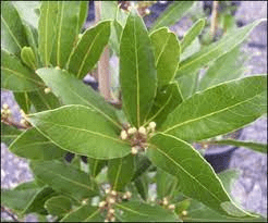 18 Medicinal Health Benefits Of Zanthoxylum armatum (Tejpat) 18 Medicinal Health Benefits Of Zanthoxylum armatum (Tejpat)