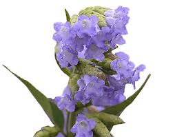 17 Medicinal Health Benefits Of Strobilanthes callosa (Neelakurinji) 17 Medicinal Health Benefits Of Strobilanthes callosa (Neelakurinji)