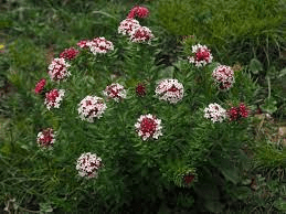 17 Medicinal Health Benefits Of Stellera 17 Medicinal Health Benefits Of Stellera