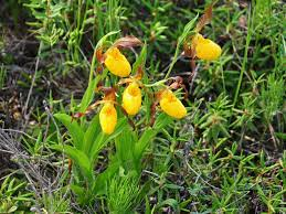 10 Medicinal Health Benefits Of Lady Slipper Orchid (Cypripedium parviflorum) 10 Medicinal Health Benefits Of Lady’s Slipper Orchid (Cypripedium parviflorum)