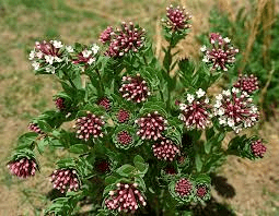 17 Medicinal Health Benefits Of Stellera 17 Medicinal Health Benefits Of Stellera